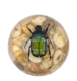 . Green rose chafer beetle on stone in resin