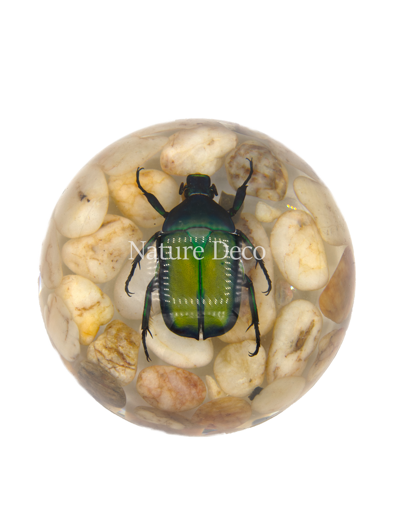 . Green rose chafer beetle on stone in resin