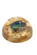 . Green rose chafer beetle on stone in resin