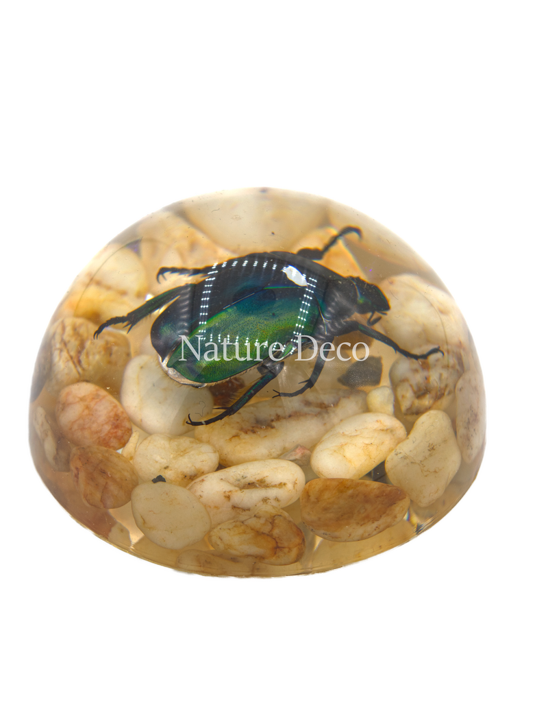 . Green rose chafer beetle on stone in resin