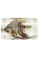 . Fish in resin #6