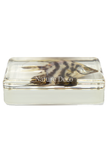 . Fish in resin #6