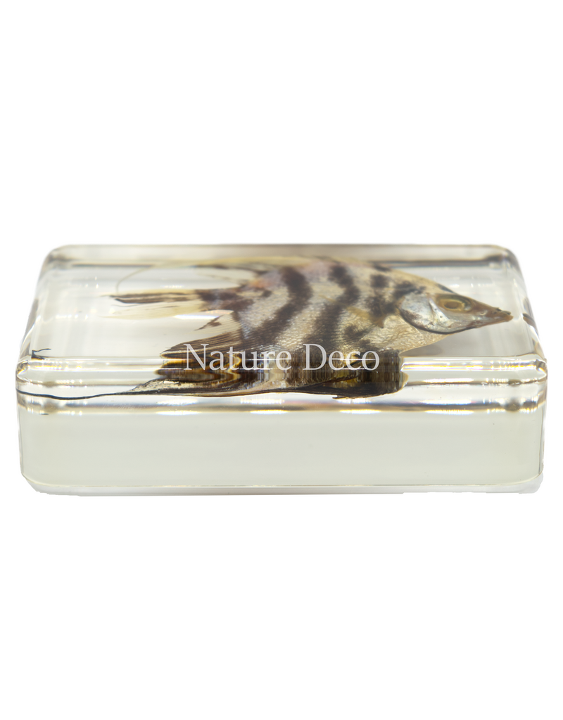 . Fish in resin #6