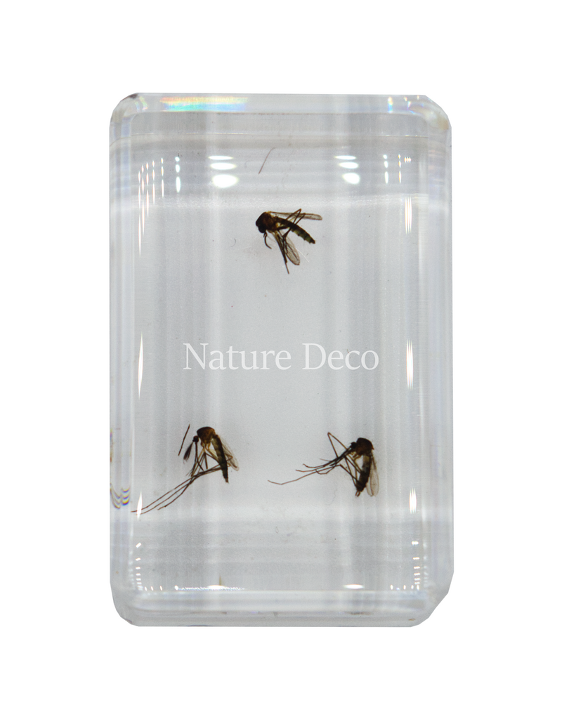 . Mosquitoes in resin ( 3 pieces )