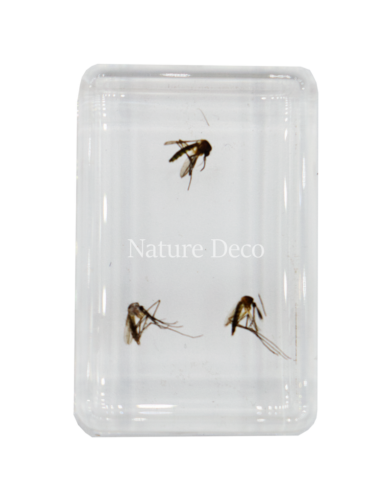 . Mosquitoes in resin ( 3 pieces )