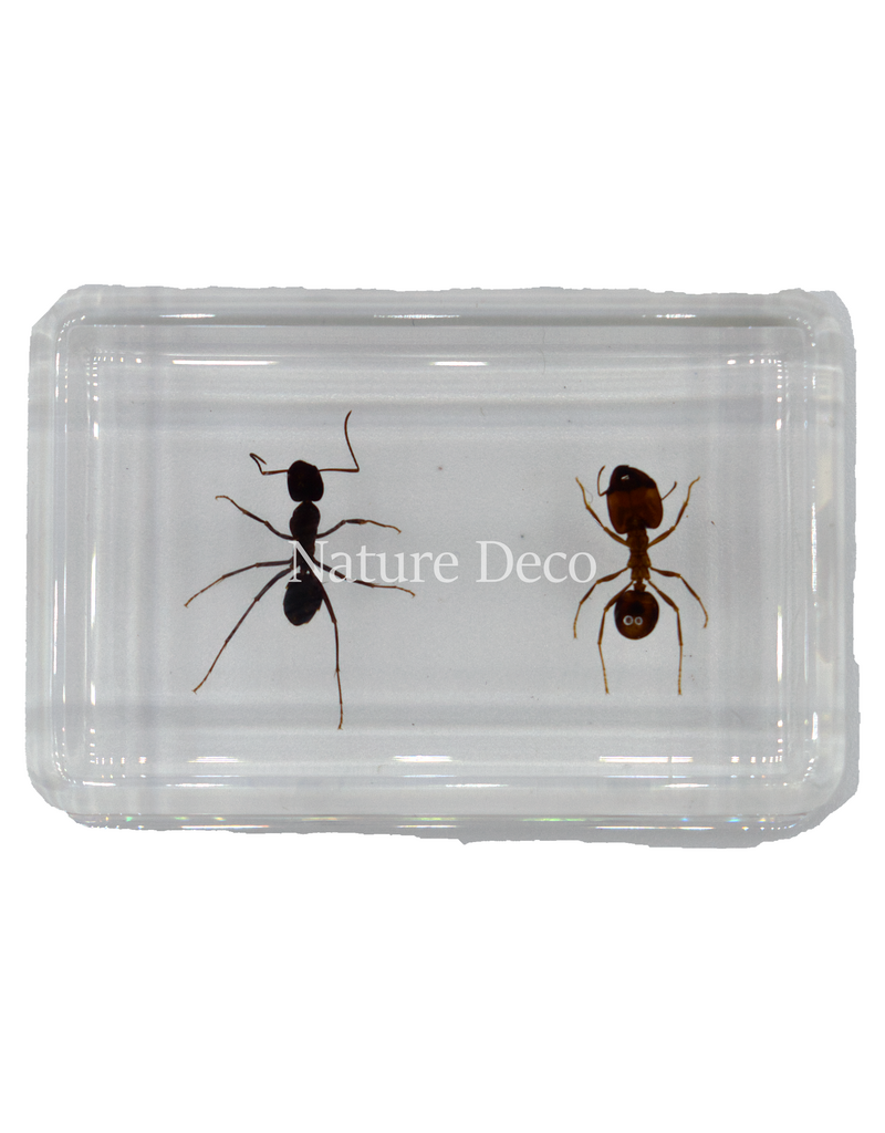 . 2 ant species in resin