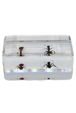 . 2 ant species in resin