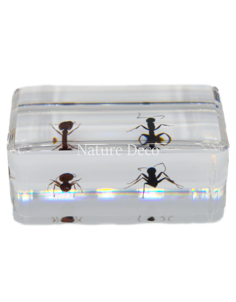 . 2 ant species in resin