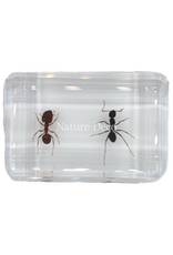 . 2 ant species in resin