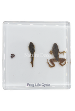 . Frog life cycle in resin medium