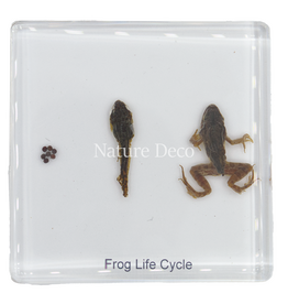 . Frog life cycle in resin medium