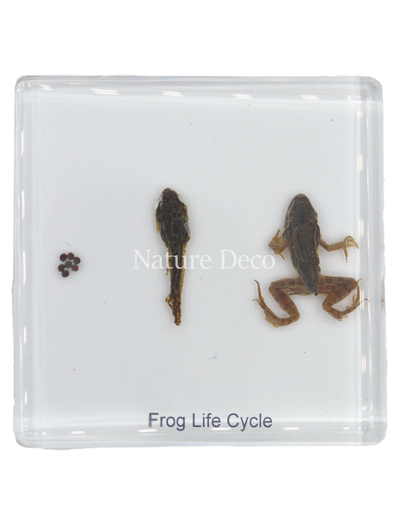 . Frog life cycle in resin medium