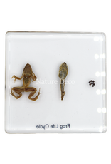 . Frog life cycle in resin medium