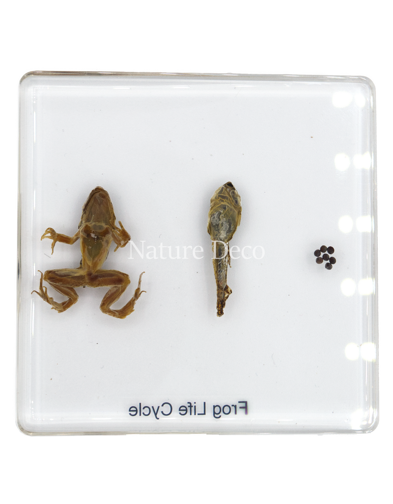 . Frog life cycle in resin medium