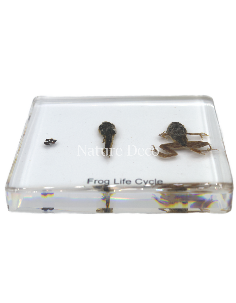 . Frog life cycle in resin medium