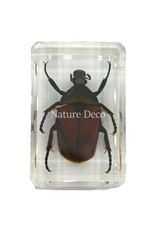 . African flower beetle in resin