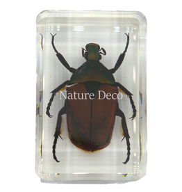. African flower beetle in resin