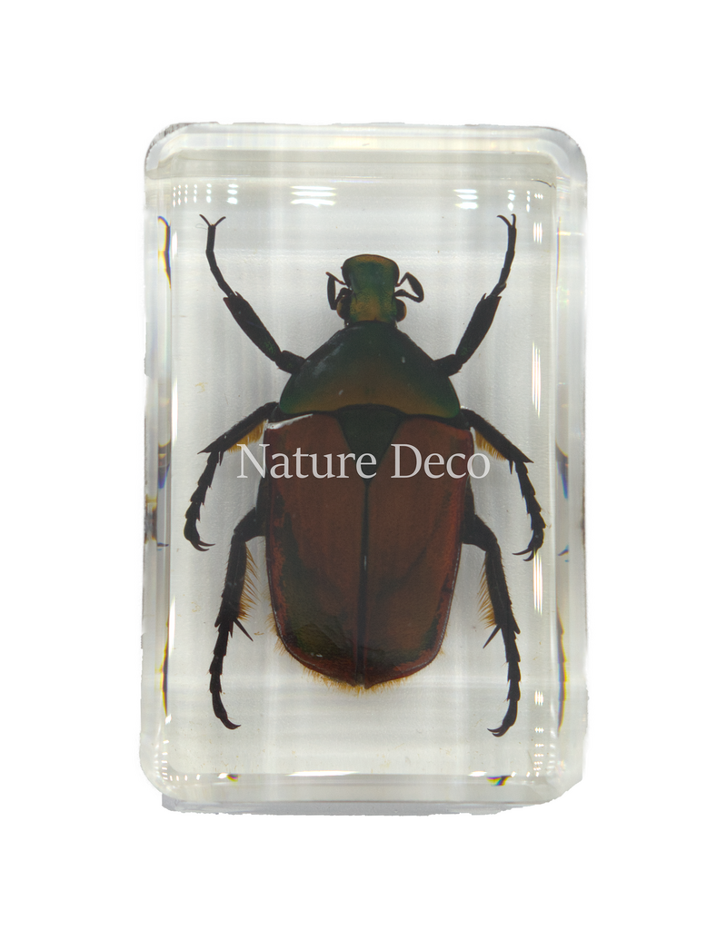 . African flower beetle in resin