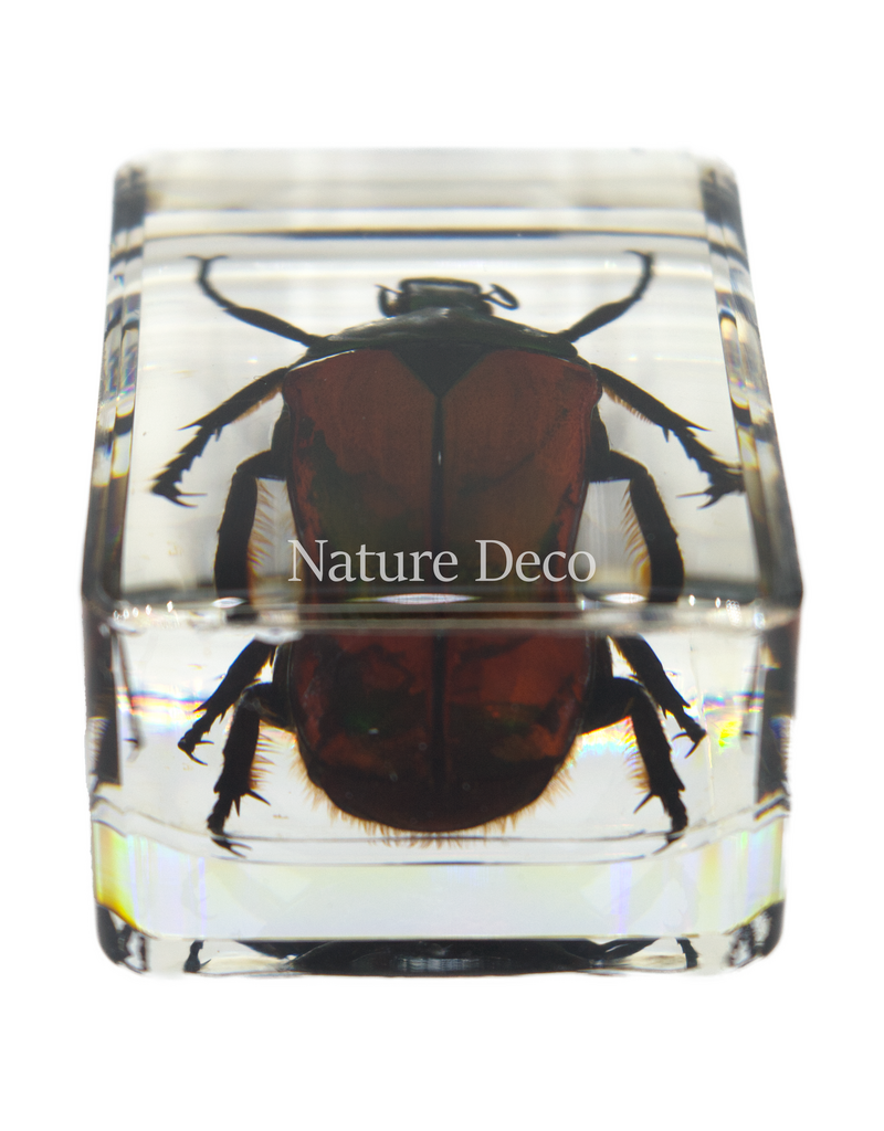 . African flower beetle in resin