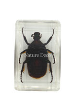. African flower beetle in resin