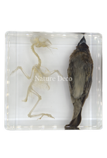 . Bird with skeleton in resin
