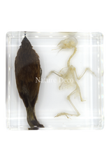 . Bird with skeleton in resin