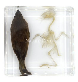 . Bird with skeleton in resin