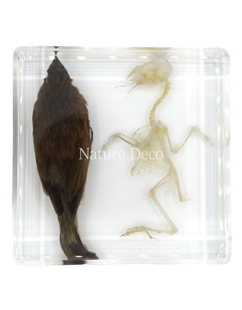 . Bird with skeleton in resin