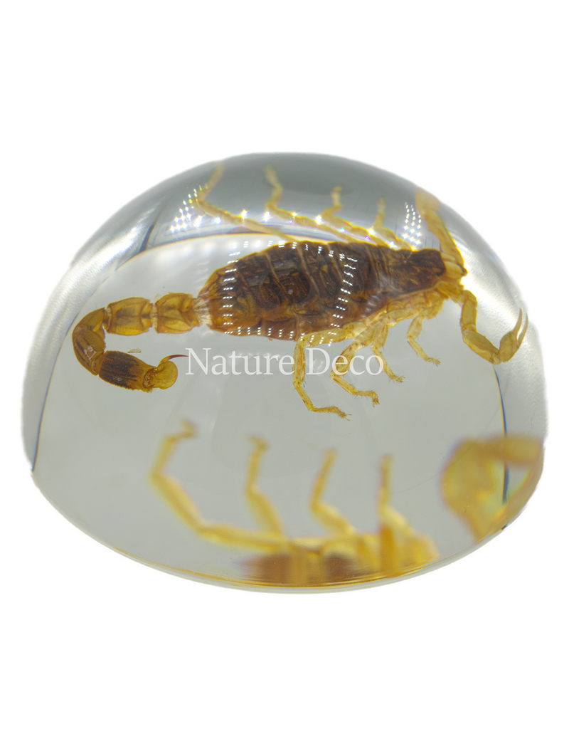 . White scorpion in resin dome