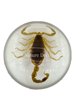 . White scorpion in resin dome