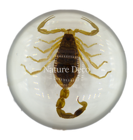 . White scorpion in resin dome