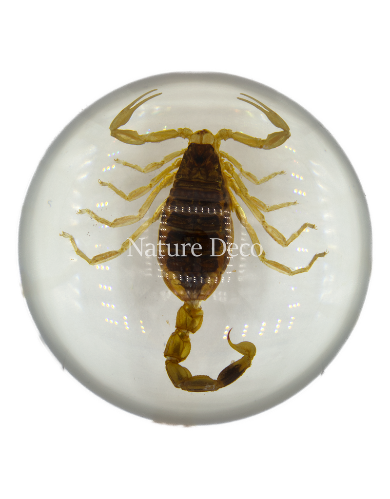 . White scorpion in resin dome
