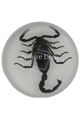 . Scorpion in resin dome