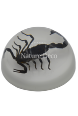 . Scorpion in resin dome