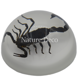 . Scorpion in resin dome