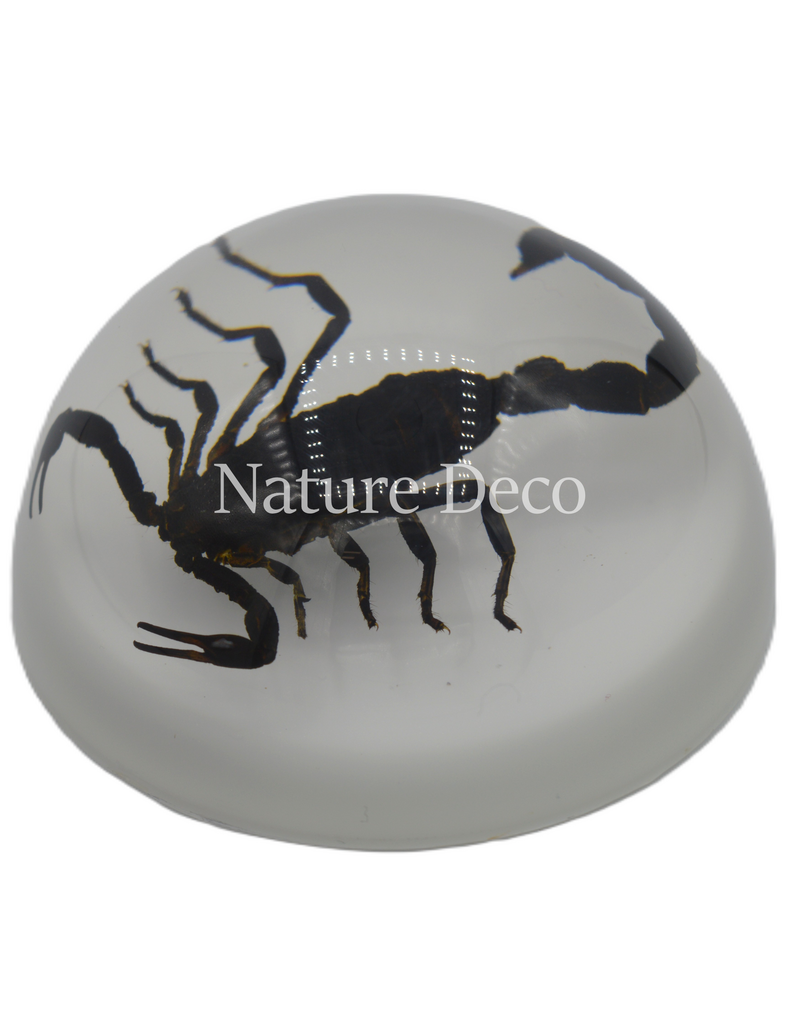 . Scorpion in resin dome