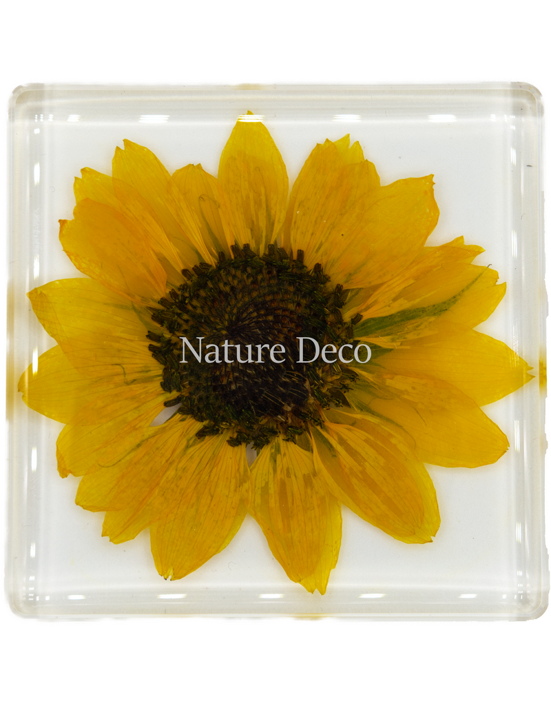 . Sunflower in resin