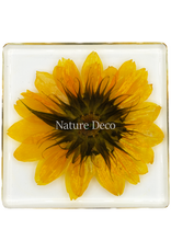 . Sunflower in resin