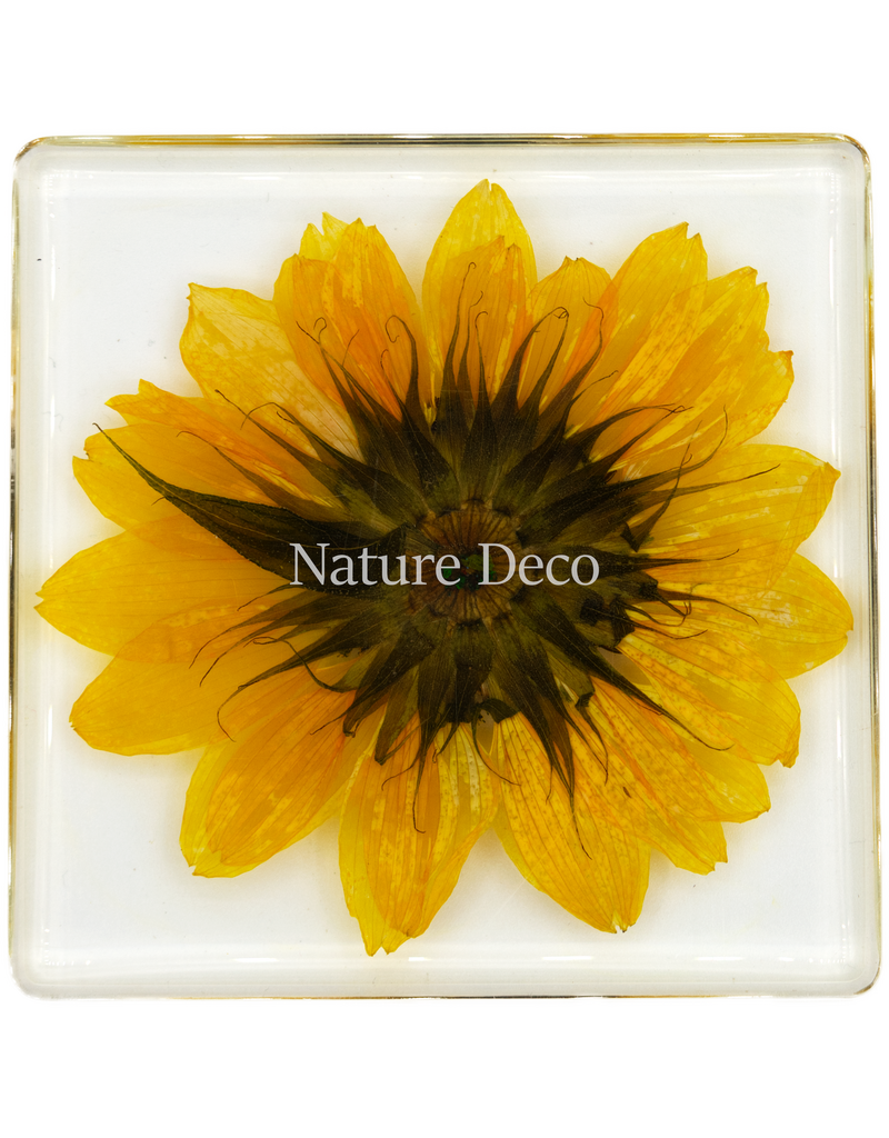 . Sunflower in resin