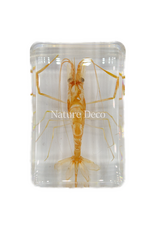 . Shrimp in resin