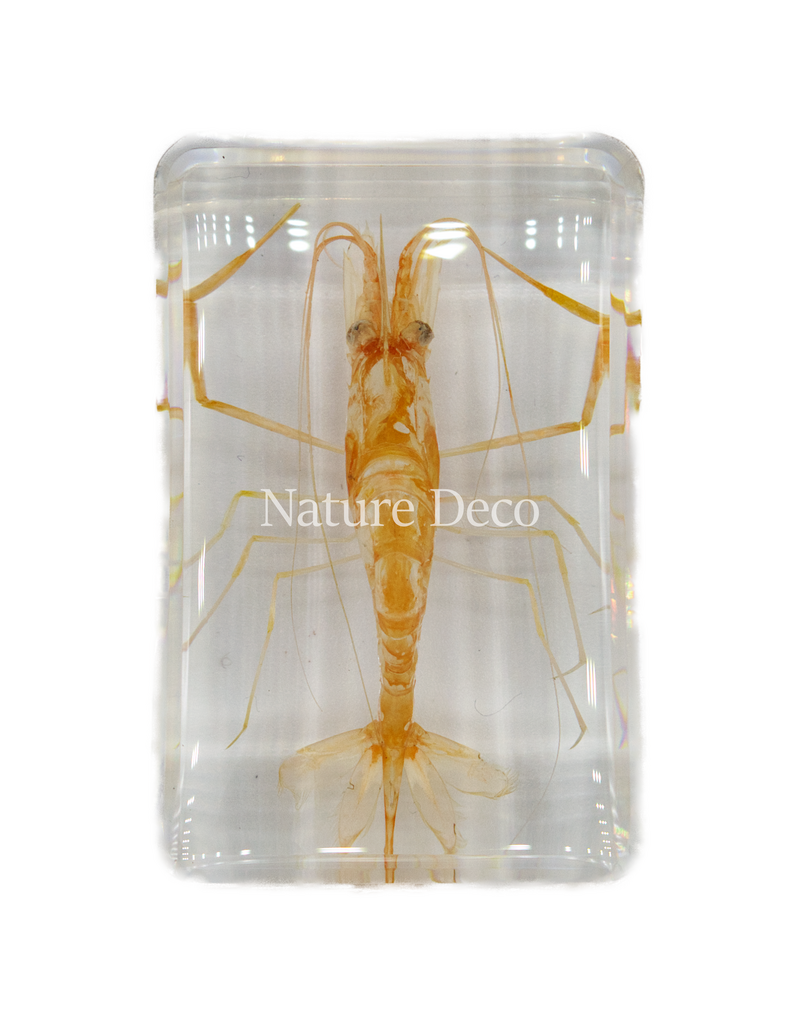. Shrimp in resin