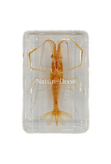 . Shrimp in resin