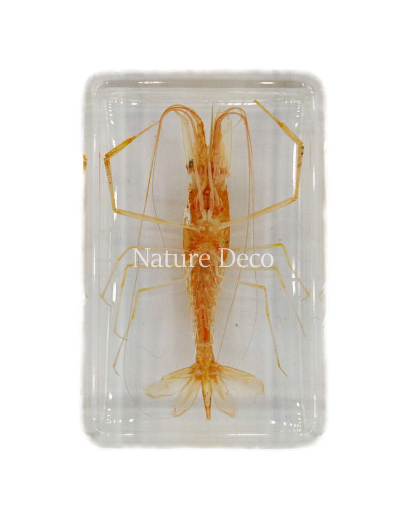 . Shrimp in resin