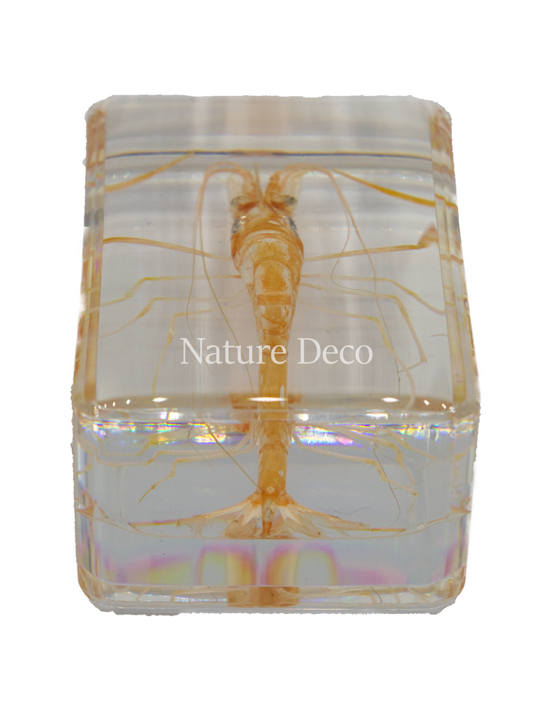 . Shrimp in resin