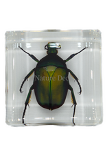 . Small green rose chafer beetle in resin square