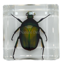 . Small green rose chafer beetle in resin