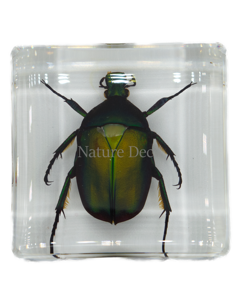 . Small green rose chafer beetle in resin square
