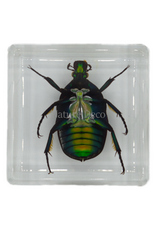 . Small green rose chafer beetle in resin square