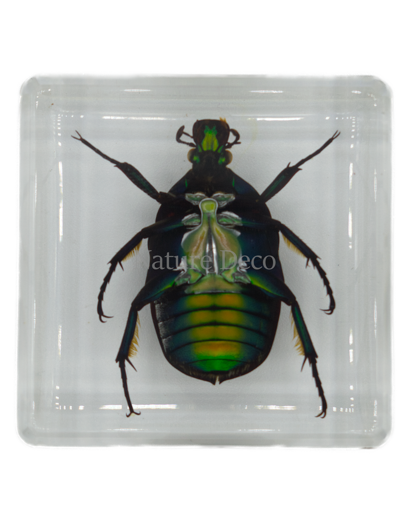 . Small green rose chafer beetle in resin square