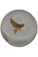 . Shark tooth in resin ball